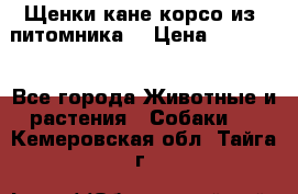 Щенки кане корсо из  питомника! › Цена ­ 65 000 - Все города Животные и растения » Собаки   . Кемеровская обл.,Тайга г.
